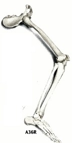 Esqueleto de Pierna Dcha. con parte de hueso de la Cadera