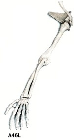 Esqueleto del Brazo con Escápula y Clavicula Izq.