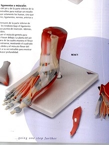 Esqueleto del Pie con Ligamentos y Músculos