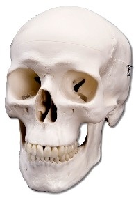 Cráneo Clásico Standar, 3 Piezas (A 20)