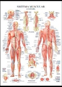 Lámina Sistema Muscular