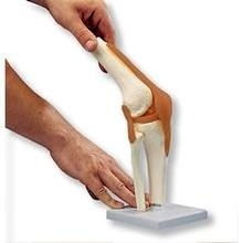 Modelo funcional de la articulación de la rodilla de lujo