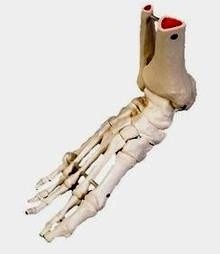 Esqueleto de pie articulado flexiblemente "Tibia y fibula"