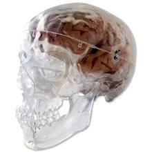 Cráneo Clásico transparente 3 Partes