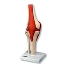Modelo funcional de la articulación de la rodilla de lujo