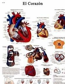 Lámina el Corazón Humano (VR3334)