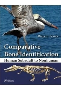 Comparative Bone Identification, Human Subadult To Nonhuman