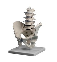 Lumbar spine with pelvis(columna Lumbar con pelvis)