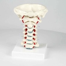 Cervical Vertebral Column With Stand(Columna Cervical)