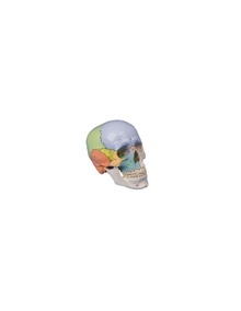 Modelo de Cráneo Clásico, de Colores, Desmontable en 3 Partes