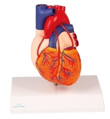 Modelo Anatómico Corazón con bypass (G205)