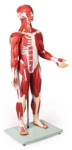 Figura Humana Muscular, 30 Piezas, 85 cm (B160)