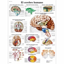 Lámina el Cerebro Humano (VR3615)
